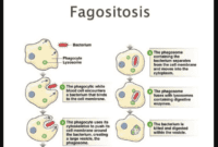 Fagositosis