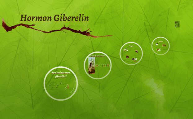 Hormon Giberelin